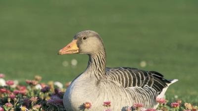 Goose flowers bird 4k wallpaper