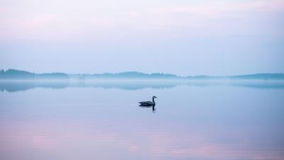 Goose lake fog 4k wallpaper