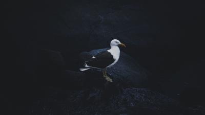 Gull bird dark background 4k wallpaper