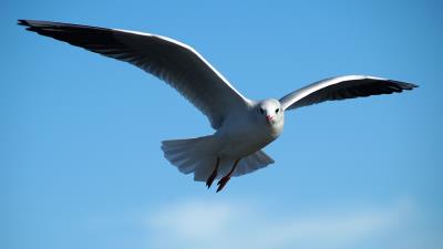 Gull bird sky flying 4k wallpaper