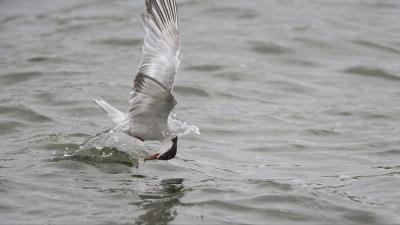 Gull mining huntin 4k wallpaper