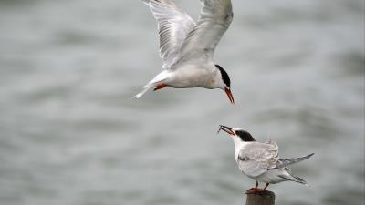 Gull mining poultr 4k wallpaper