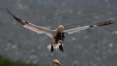 Gull nest alga 4k wallpaper