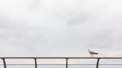 Gull railing sea sky 4k wallpaper