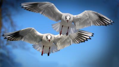 Gulls birds flying flapping 4k wallpaper