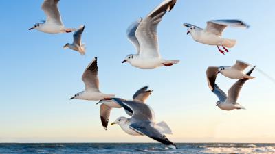 Gulls birds flying sea 4k wallpaper
