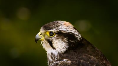 Hawk bird glare background beak predator 4k wallpaper