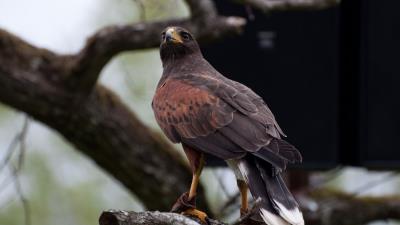 Hawk bird predator image 4k wallpaper