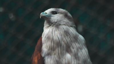 Hawk bird white 4k wallpaper