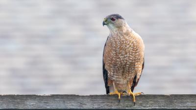 Hawk predator bird 4k wallpaper