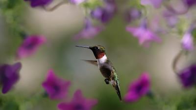 Hummingbird bird wings flap 4k wallpaper