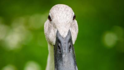 Indian runner duck duck beak 4k wallpaper