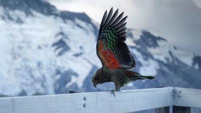 Kea alpine parrot parrot 4k wallpaper