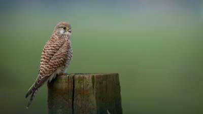 Kestrel bird predator 4k wallpaper