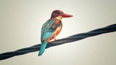 Kingfisher bird colorful 4k wallpaper