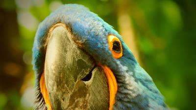 Macaw parrot beak 4k wallpaper