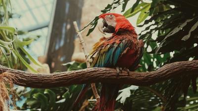 Macaw parrot bird colorful 4k wallpaper