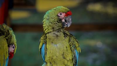 Macaw parrot bird green 4k wallpaper