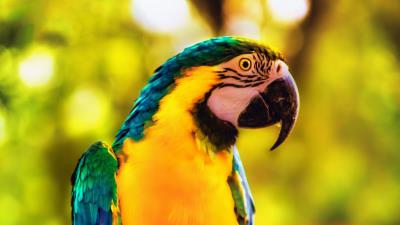 Macaw parrot bird img 4k wallpaper