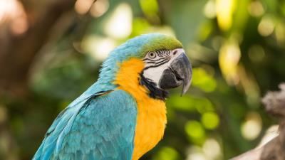 Macaw parrot bird wall 4k wallpaper