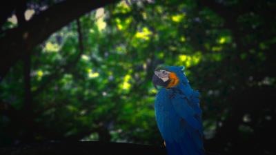 Macaw parrot bird 4k wallpaper