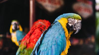 Macaw parrots birds 4k wallpaper