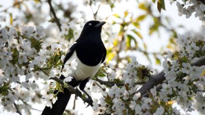 Magpie bird flowering 4k wallpaper