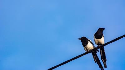 Magpies birds wire 4k wallpaper