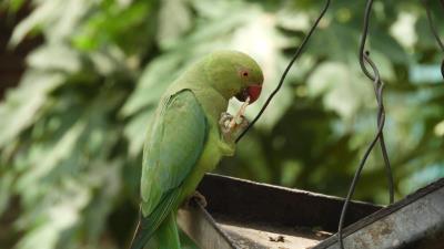 Necklace parrot parrot bird 4k wallpaper