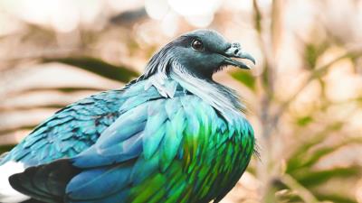 Nicobar pigeon bird feathers color 4k wallpaper