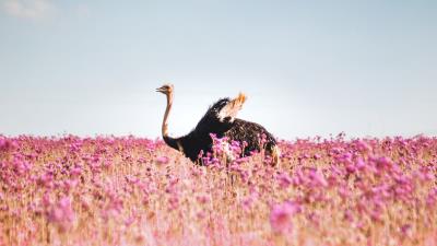 Ostrich flowers bird 4k wallpaper