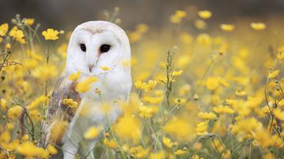 Owl barn owl bird predator 4k wallpaper