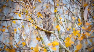 Owl bird branches 4k wallpaper