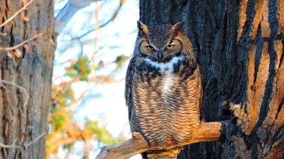 Owl bird predator img 4k wallpaper