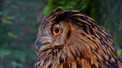 Owl bird predator photo 4k wallpaper