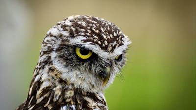 Owl bird predator pic 4k wallpaper