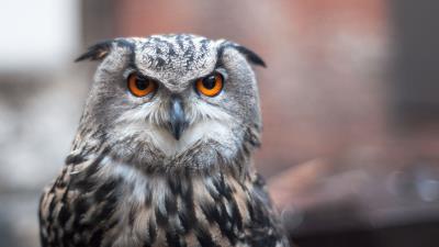 Owl bird predator picture 4k wallpaper