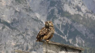 Owl bird predator roof sit 4k wallpaper