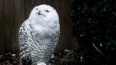 Owl bird predator 4k wallpaper