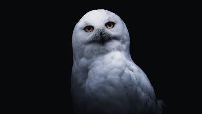 Owl bird white 4k wallpaper