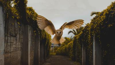 Owl bird wings 4k wallpaper