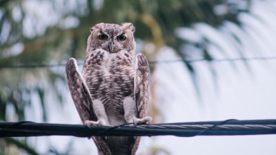 Owl bird wire 4k wallpaper