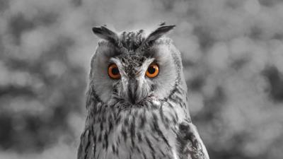 Owl bw predator 4k wallpaper