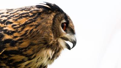 Owl eagle owl beak bird predator profile 4k wallpaper
