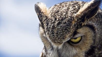 Owl eyes evil heave 4k wallpaper