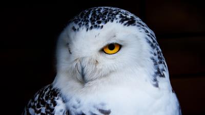 Owl polar owl bird predator 4k wallpaper