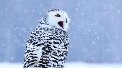 Owl white owl polar owl 4k wallpaper