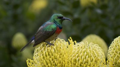 Palestine sunbird bird flower 4k wallpaper