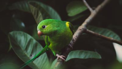 Parakeet parrot green 4k wallpaper