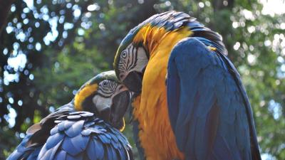 Parrot ara couple birds 4k wallpaper